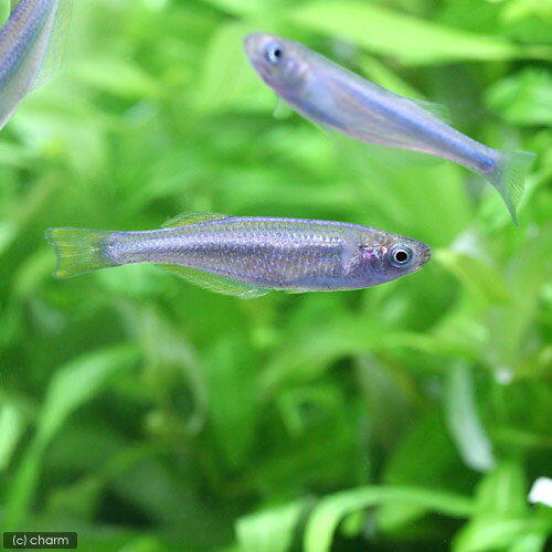 （熱帯魚）ランプリクティス・タンガニカヌス（1匹） 北海道・九州航空便要保温