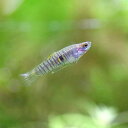 (熱帯魚)ネオヘテランドリア・エレガンス (1ペア) 北海道・九州航空便要保温