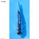 (錦鯉)秋翠 8~13cm(1匹)