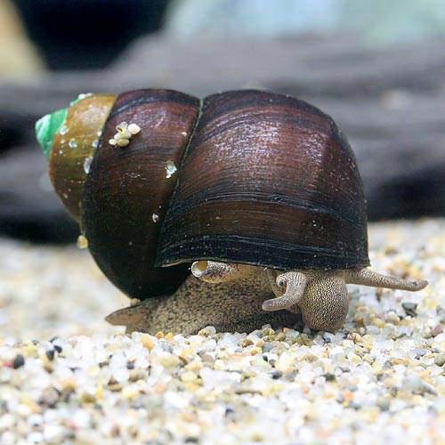 ʥӡ˥˥5ɤˡ̳ƻҶݲ