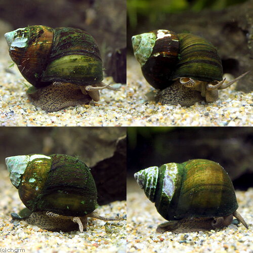 楽天市場 エビ 貝 オオタニシ 5匹 北海道 九州航空便要保温 Charm 楽天市場店 みんなのレビュー 口コミ