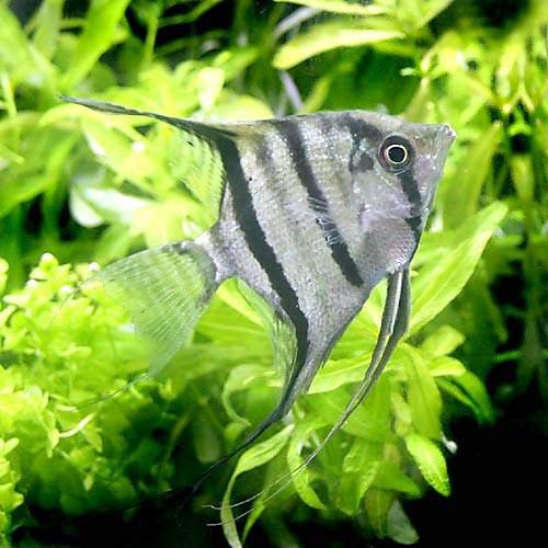 （熱帯魚）スカラレ・エンゼルフィッシュ　コロンビア（ワイルド）（1匹）　北海道・九州航空便要保温