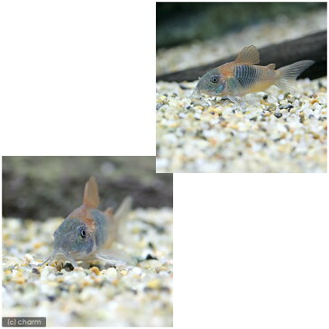 （熱帯魚）コリドラス・ベネズエラオレンジ（3匹）　北海道・九州・沖縄航空便要保温