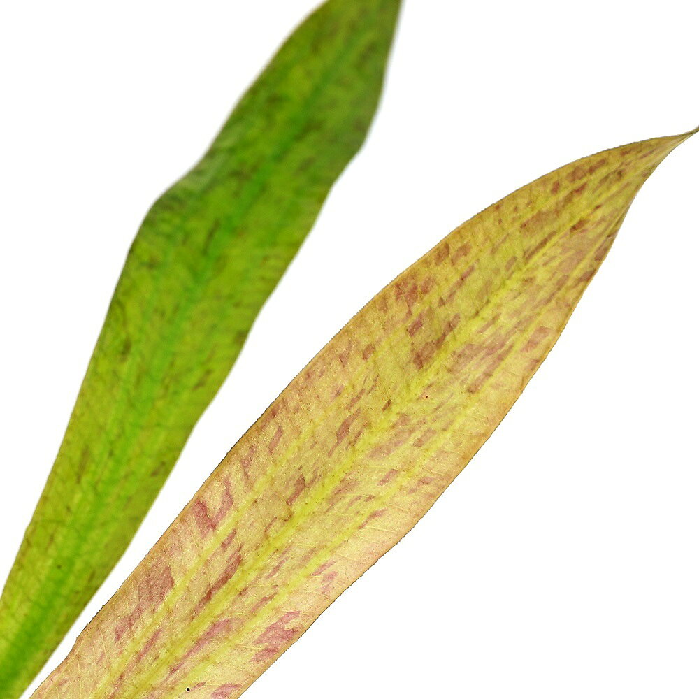 （水草）エキノドルス　ジャガー（水中葉）（無農薬）（1株）