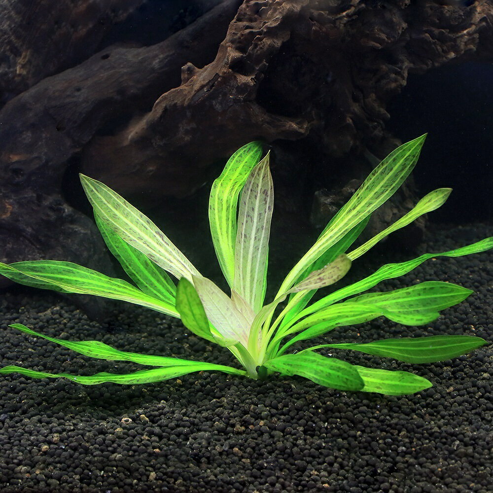 �ʿ���˥����Υɥ륹�����㥬���ʿ����աˡ�̵�����ˡ�1����