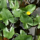 (ビオトープ)水生植物 河骨 ベニコウホネ(紅河骨)(1ポット) 浮葉植物