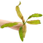 （水草）エキノドルス　ジャングルスター　NO．4　グリズリーベアー（水中葉）（無農薬）（1株）