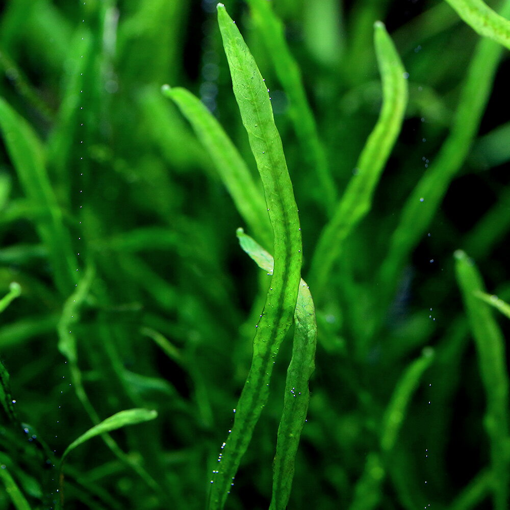 （水草）ミクロソリウム　本ナローリーフ（水中葉）（無農薬）（葉数3～5枚）（3株分）