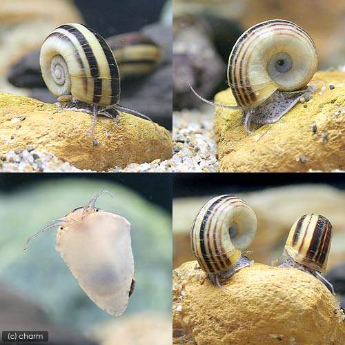 �ʥ��ӡ����˥����ʥ��ȡ����͡����5ɤ�ˡ��̳�ƻ���彣�Ҷ������ݲ�