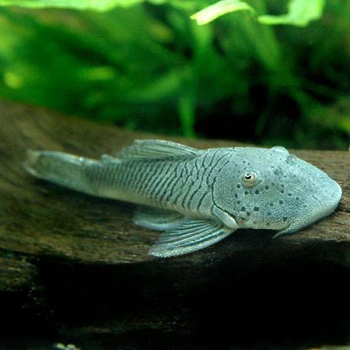 （熱帯魚）ブロンズプレコ（3匹）　北海道・九州航空便要保温...