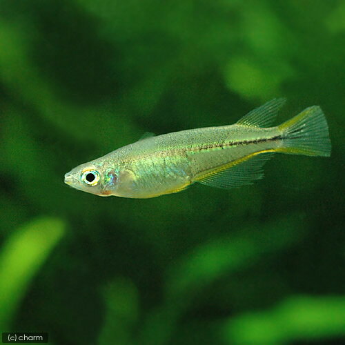 （熱帯魚）セレベス・メダカ（12匹）　北海道・九州航空便要保温