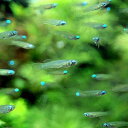 (熱帯魚)アフリカン・ランプアイ Sサイズ(100匹) 北海道・九州航空便要保温