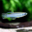 (熱帯魚)アプロケイリクティス・マクロフタルマス(12匹) 北海道・九州航空便要保温