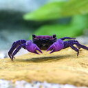 (エビ・カニ)イエローバンパイア・クラブ(3匹)