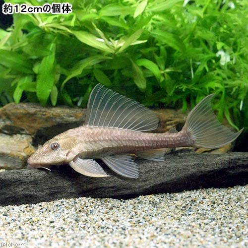 (熱帯魚)アルビノヒポ・プレコ(3匹) 北海道...の紹介画像2