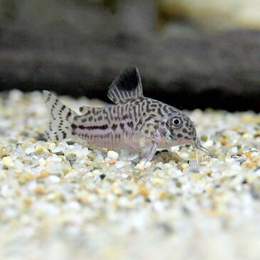 （熱帯魚）コリドラス・トリリネアータス（ブリード）（3匹）　北海道・九州・沖縄航空便要保温