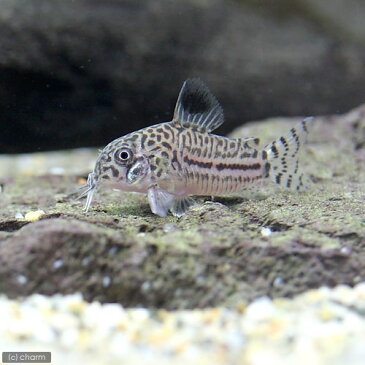 （熱帯魚）コリドラス・トリリネアータス（ブリード）（3匹）　北海道・九州・沖縄航空便要保温