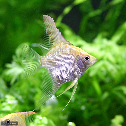 樂天商城 - （熱帯魚）ゴールデンダイヤモンド・エンゼルフィッシュ（国産ブリード）（3匹）　北海道・九州航空便要保温