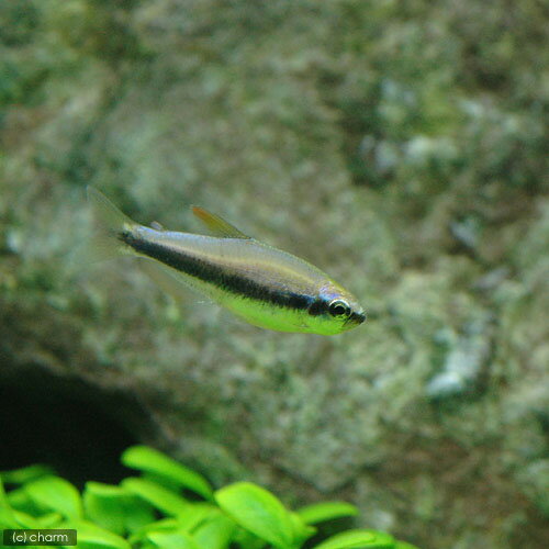 ��Ǯ�ӵ��˥���ѥ����ƥ��������꡼��12ɤ�ˡ��̳�ƻ���彣�Ҷ������ݲ�