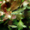 (熱帯魚)ホラタンディア・アテコレリー(12匹) 北海道航空便要保温
