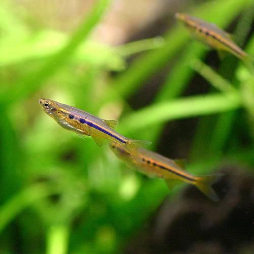 （熱帯魚）ケラ・ダディブルジョリィ（12匹）　北海道・九州航空便要保温