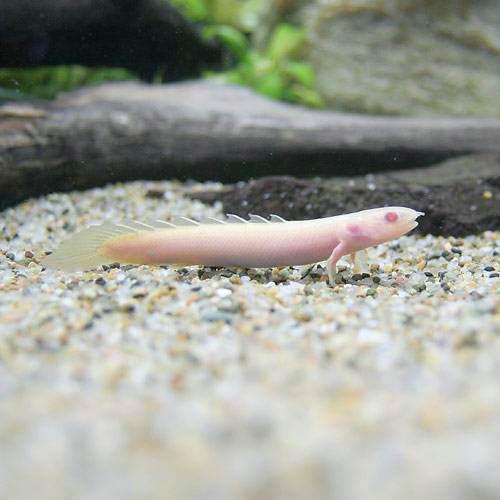 （熱帯魚）ポリプテルス・セネガルス　アルビノ　Sサイズ（3匹）　北海道・九州航空便要保温