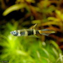 (熱帯魚)クラウン・キリー(1ペア) 北海道・九州航空便要保温