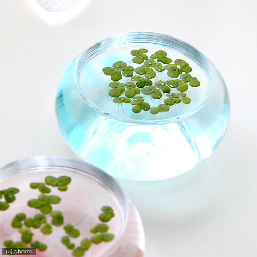 ������˥���������̵�����ˡ�30����