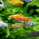 (熱帯魚)ミックス・モーリー(5匹) 北海道・九州航空便要保温