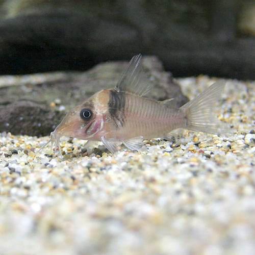 （熱帯魚）コリドラス・ヴァージナエ（ワイルド）（3匹）　北海道・九州航空便要保温