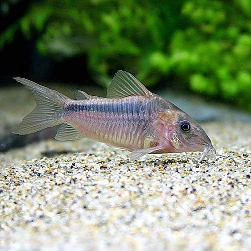 Corydoras - （熱帯魚）コリドラス・ジガータス（ワイルド）（3匹）　北海道・九州航空便要保温