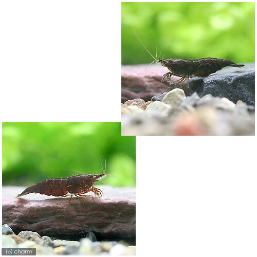 �ʥ��ӡ˥��祳�졼�ȡ�������ס�3ɤ�ˡ��̳�ƻ���彣�Ҷ������ݲ�