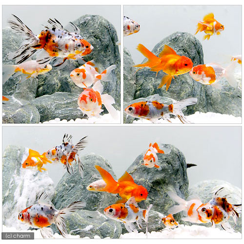 （国産金魚）オタマ金魚ミックス　Мサイズ　9〜12cm（3匹）