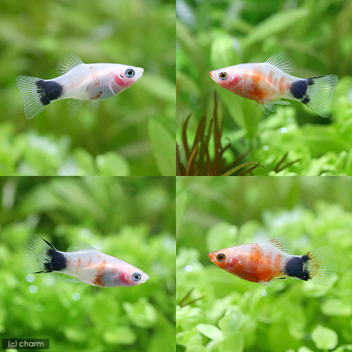（熱帯魚）ホワイトタイガー・ミッキーマウスプラティ（3匹）　北海道・九州航空便...