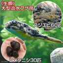 （エビ・貝）生餌　大型淡水フグ用　スジエビ（60g）＋ヒメタニシ（30匹）