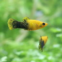 (熱帯魚)ゴールデン・ブラックモーリー(5匹) 北海道・九州航空便要保温