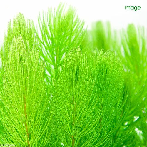 �ʿ���˥饤�եޥ������˥ޥĥ⡡�ߥˡ�̵�����ˡ�5�ġ˥������������������������