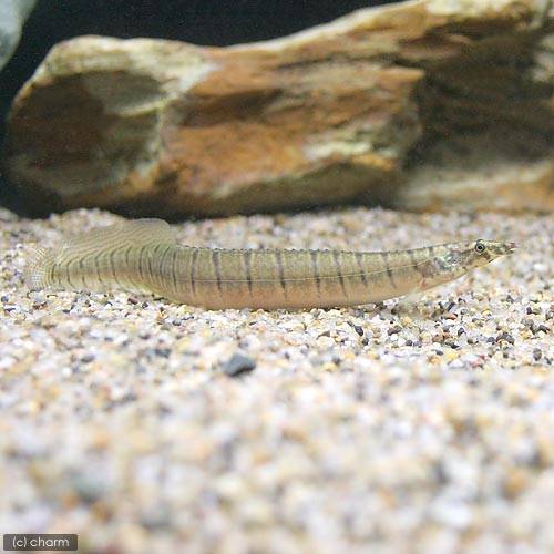 スパイニーイール２種セット 楽天市場】スパイニーイールの通販