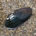 (エビ・貝)イシ貝(6匹)