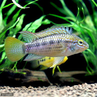 アピストグラマの種類と飼い方や繁殖方法まとめ アクアリウムを楽しもう アピストグラマの種類と飼い方や繁殖方法まとめ アクアリウムを楽しもう