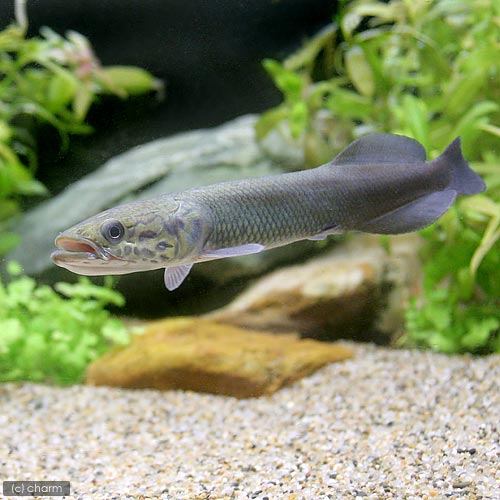 （熱帯魚）ピラルク　Sサイズ（1匹）　北海道・九州航空便要保温