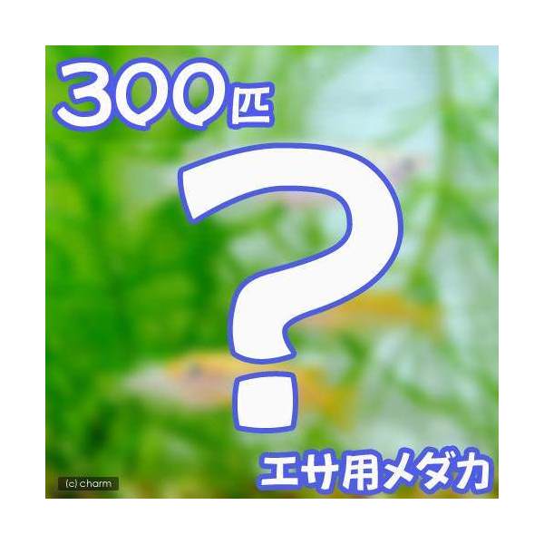 （めだか）生餌　エサ用メダカ／えさ用めだか（300匹）