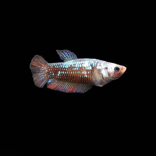 （熱帯魚）ベタ・ハーフムーンプラガット　色指定なし（メス）（1匹）　北海道・九州・沖縄航空便要保温