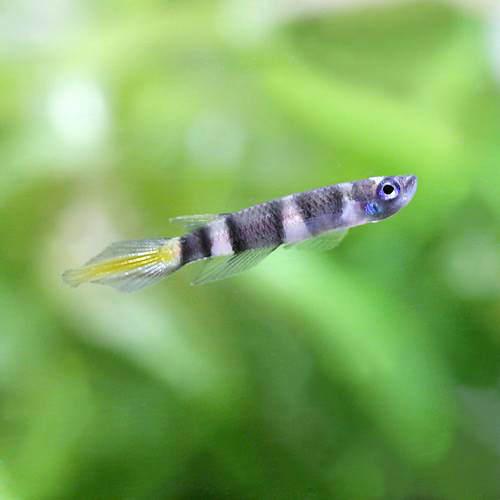 （熱帯魚）クラウン・キリー（ワイルド）（5匹）　北海道・九州航空便要保温