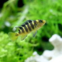 (熱帯魚)単品 カメレオン・シクリッド(1匹) 北海道航空便...