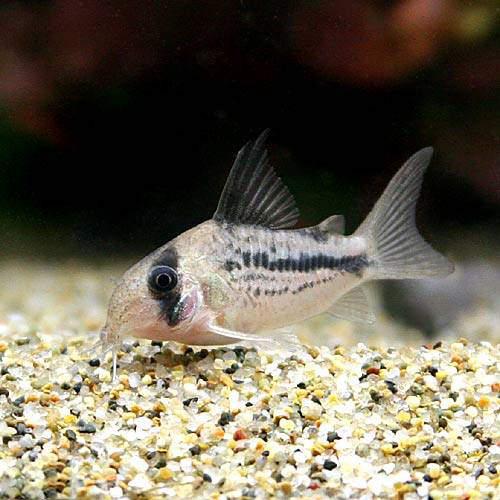 （熱帯魚）コリドラス・てんてんアクセルロディ（ワイルド）（3匹）　北海道・九州航空便要保温　沖縄別途送料