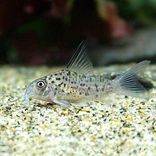 （熱帯魚）コリドラス・ロレトエンシス（ワイルド）（3匹）　北海道・九州航空便要保温