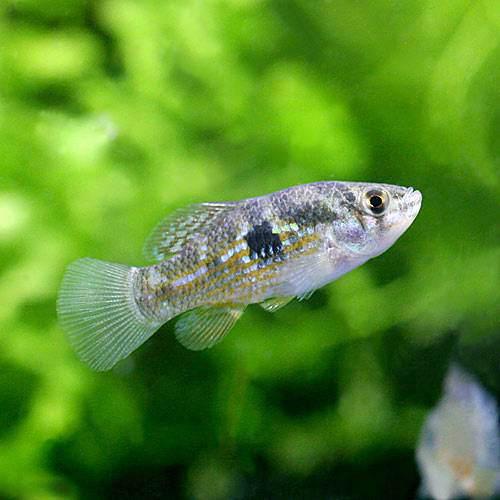 Japanese Killifish - （熱帯魚）アメリカンフラッグフィッシュ（1匹）　北海道・九州航空便要保温