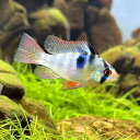 (熱帯魚)オランダ・ラミレジィ(国産ブリード)(1匹) 北海道航空便要保温