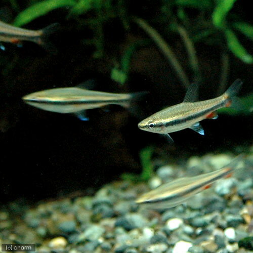 (熱帯魚)ナノストムス・ベックホルディ(3匹)...の紹介画像2